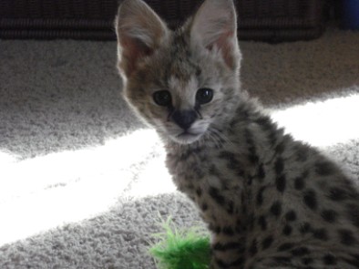 Serval Kitten for Sale