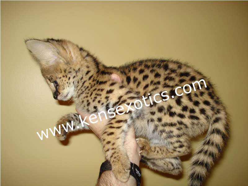 Serval kitten held in hand