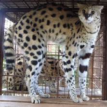 Serval Kittens For Sale,Streusel Topping